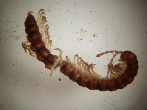 Stosatea italica